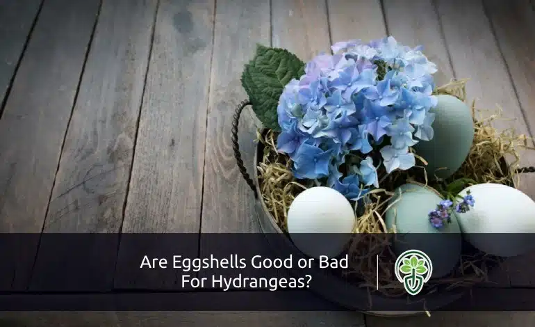 Are Eggshells Good For Hydrangeas?