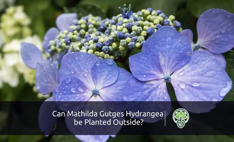 Can Mathilda Gutges Hydrangea be Planted Outside