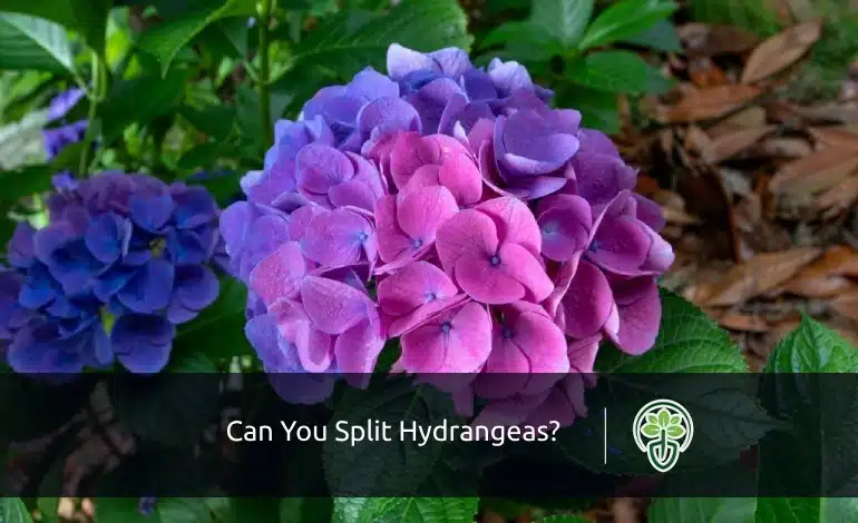 Splitting Hydrangeas