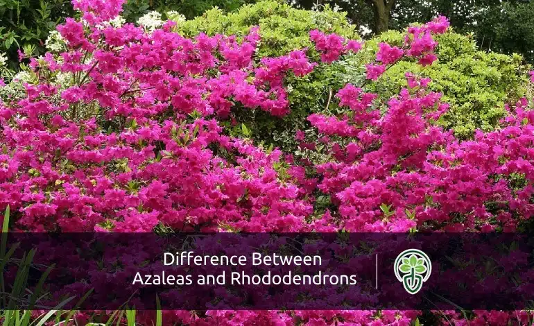 Difference Between Azaleas and Rhododendrons
