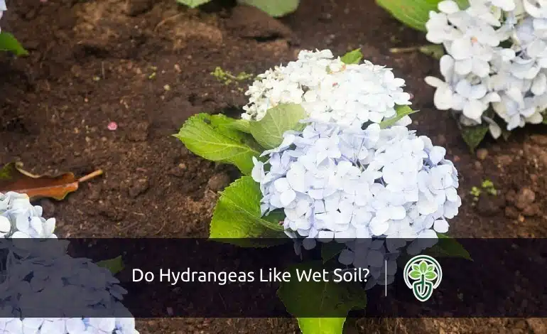 Do Hydrangeas Like Wet Soil?