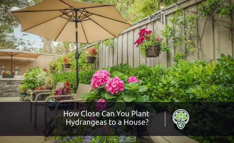 How Close Can You Plant Hydrangeas to a House?