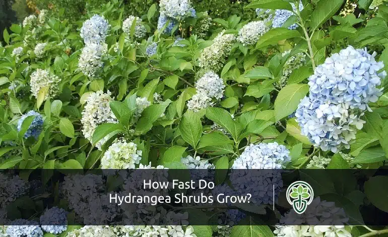 How Fast Do Hydrangea Shrubs Grow?