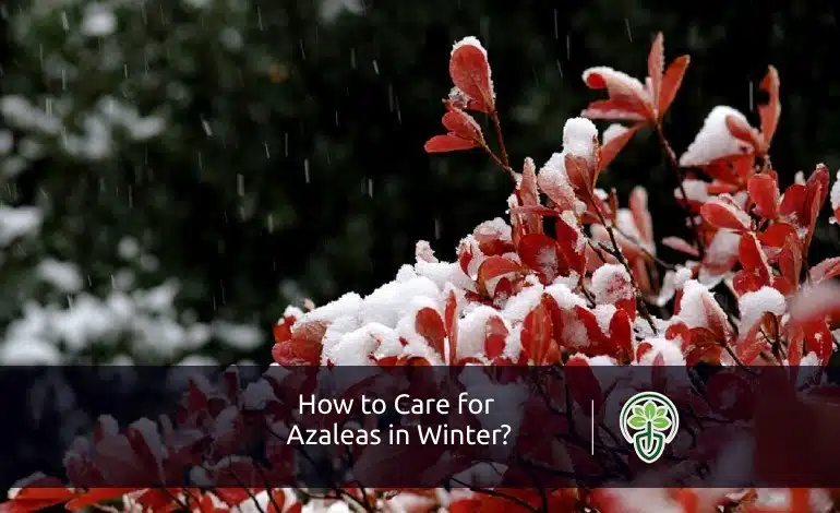 How to Care for Azaleas in Winter?