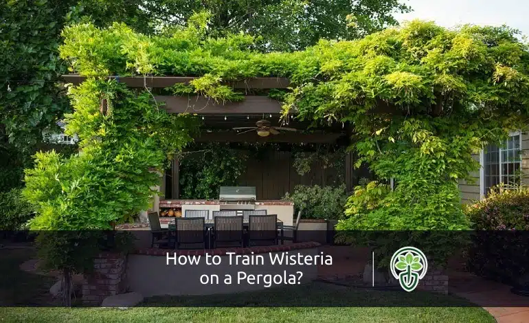 How to Train Wisteria on a Pergola?
