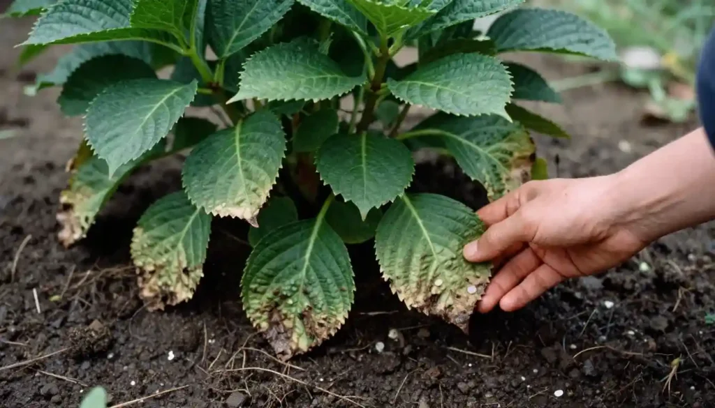 Three hydrangea varieties showing root depth differences - bigleaf, panicle, and oakleaf side by side