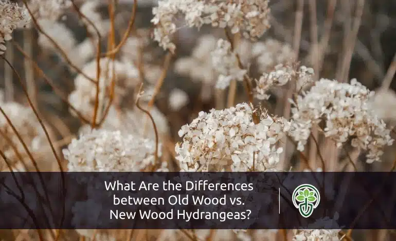Old Wood vs New Wood Hydrangeas: What Are the Differences?