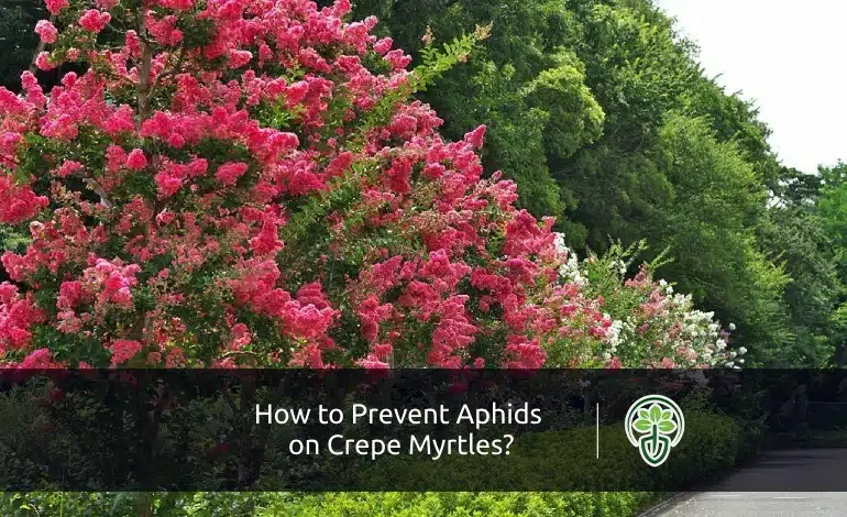 How to Prevent Aphids on Crepe Myrtles?
