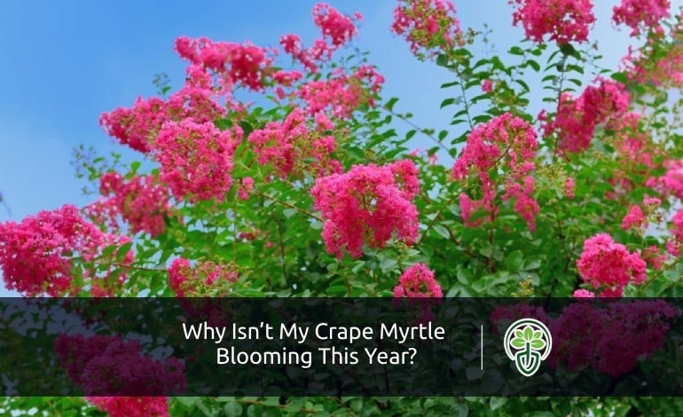 Why Crepe Myrtle is Not Blooming This Year?