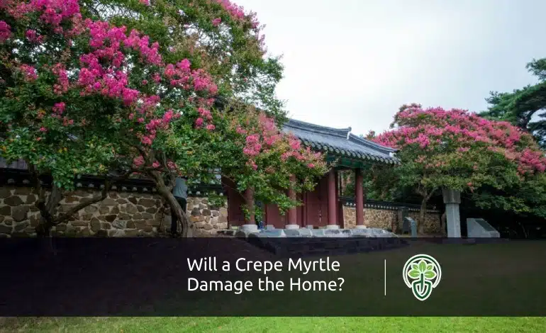 Will a Crepe Myrtle Damage the Home?