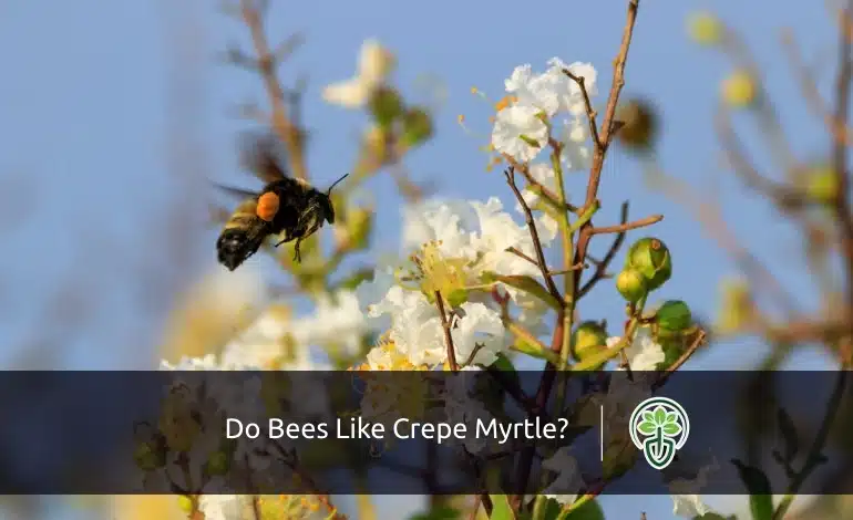 Do Bees Like Crepe Myrtle