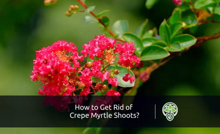 How to Get Rid of Crepe Myrtle Shoots