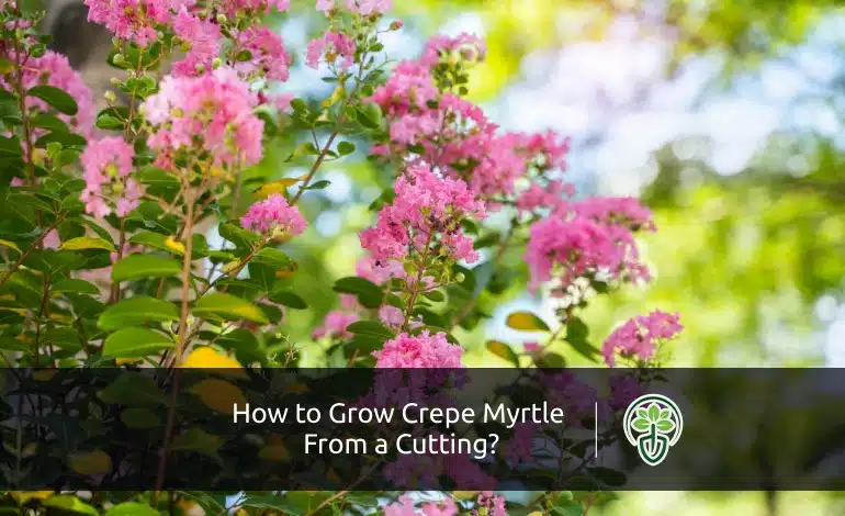 How to Grow Crepe Myrtle From a Cutting