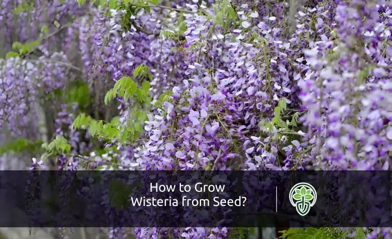 How to Grow Wisteria from Seed