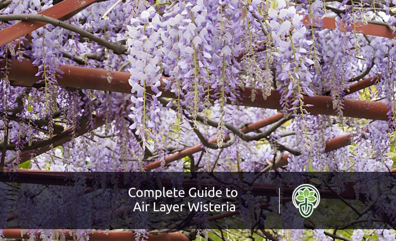 Complete Guide to Air Layer Wisteria