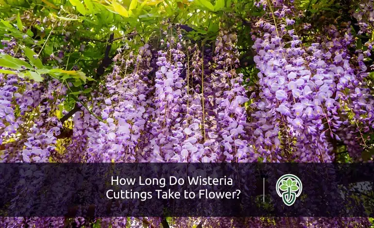 How Long Do Wisteria Cuttings Take to Flower?