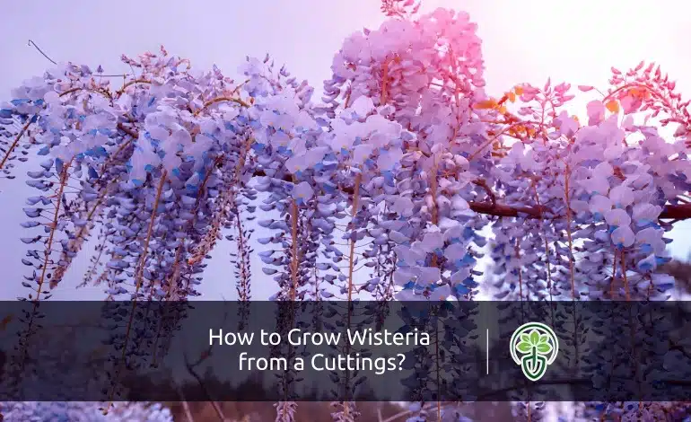 How to Grow Wisteria from a Cuttings