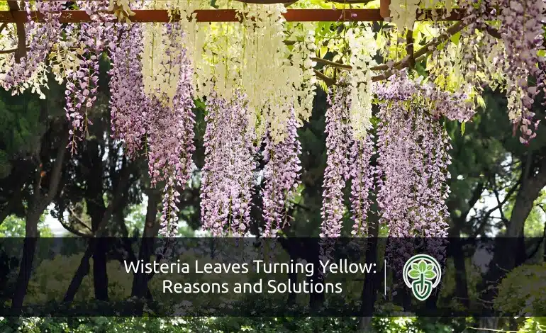Wisteria Leaves Turning Yellow Reasons and Solutions