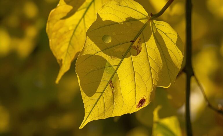 Wisteria leaves showing yellow discoloration with green veins indicating iron chlorosis from alkaline soil