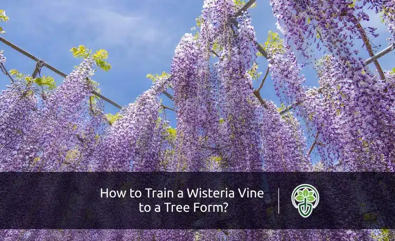 Train A Wisteria Vine to A Tree Form: Create a Show-Stopping Focal Point
