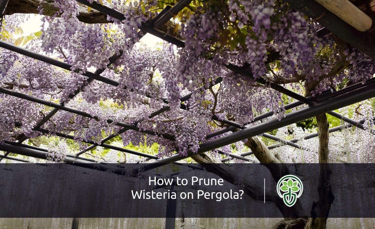 How to Prune Wisteria on Pergola?