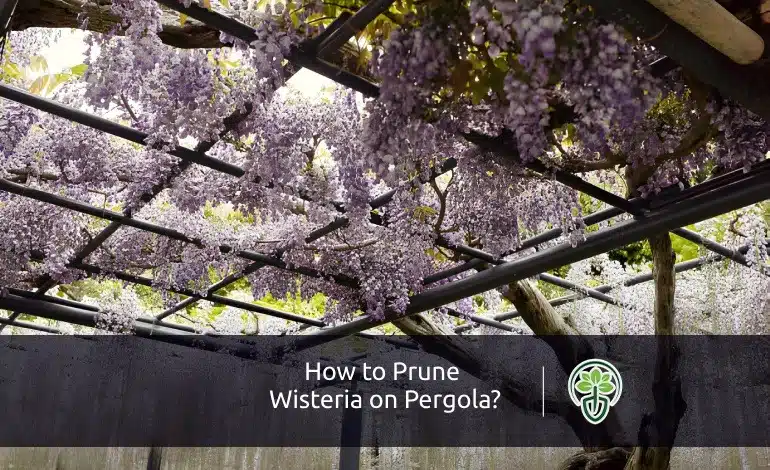 How to Prune Wisteria on Pergola