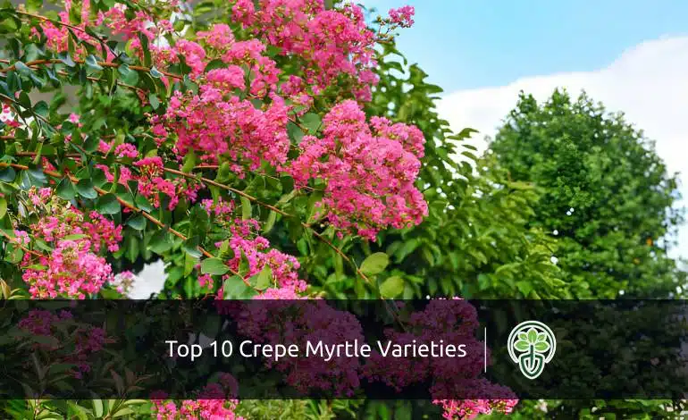 Top 10 Crepe Myrtle Varieties