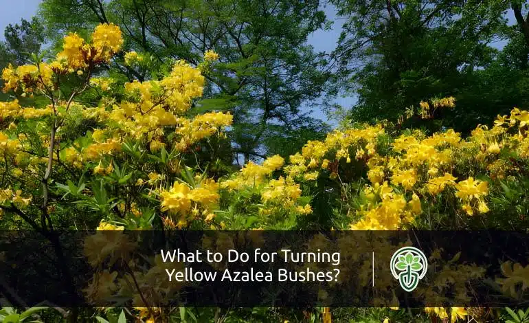What to Do for Turning Yellow Azalea Bushes?