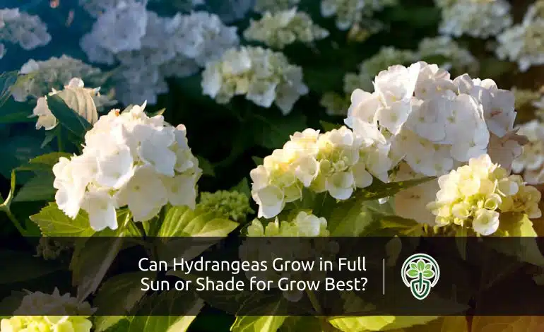 Can Hydrangeas Grow in Full Sun or Shade for Grow Best