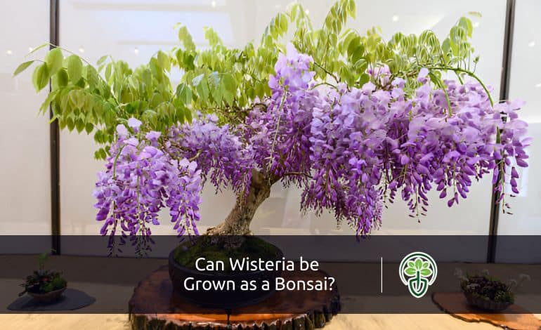 Can Wisteria be Grown as a Bonsai