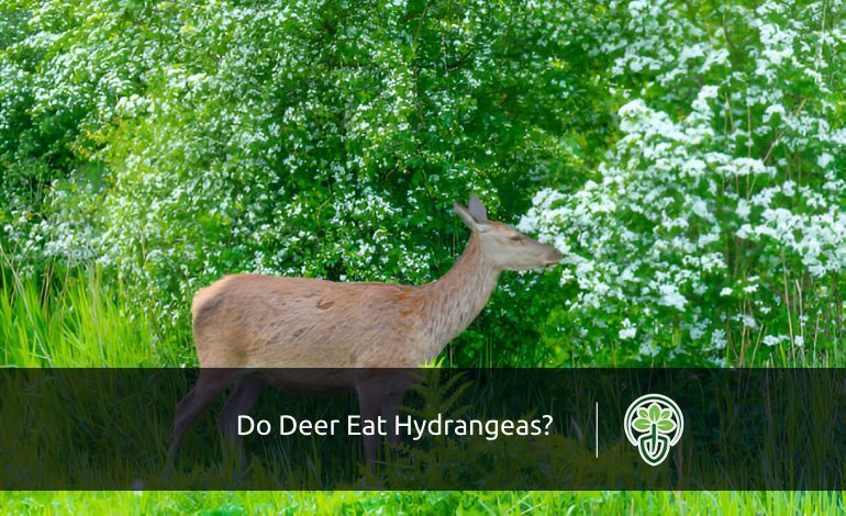 Do Deer Eat Hydrangeas?