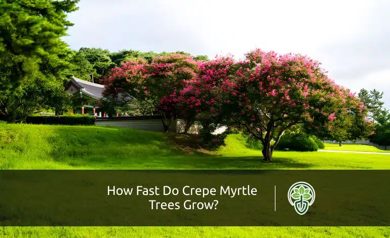 How fast do crepe myrtles trees grow?