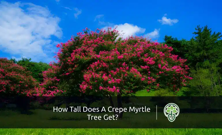 How Tall Does A Crepe Myrtle Tree Get