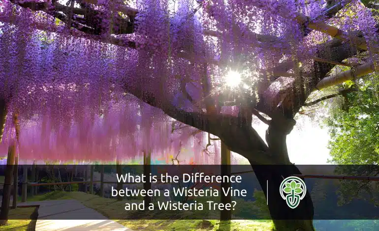 What is the Difference between a Wisteria Vine and a Wisteria Tree