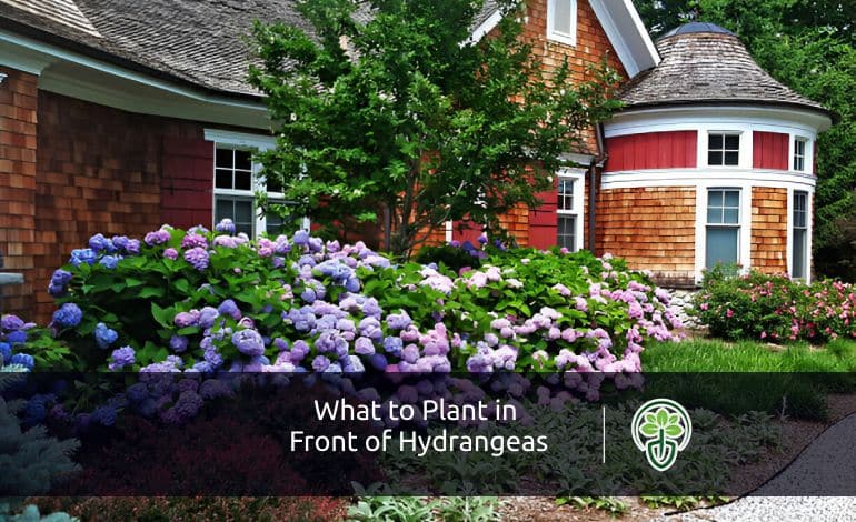 What to Plant in Front of Hydrangeas?