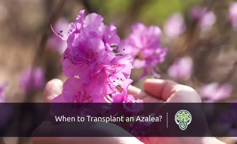 when to transplant azaleas