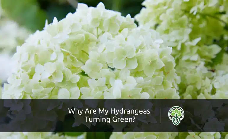 Why Are My Hydrangeas Turning Green