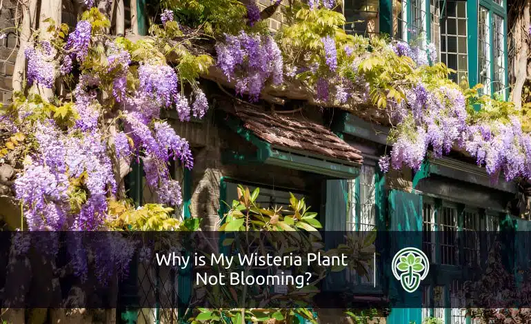 Why Is My Wisteria Not Blooming?