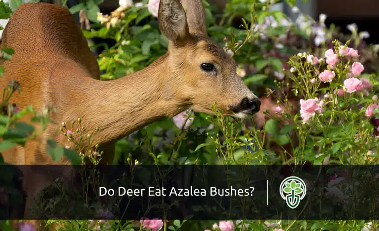 Do Deer Eat Azalea Bushes