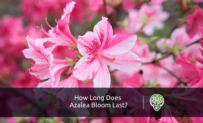 Detailed Guide: How Long Does Azalea Bloom Last?
