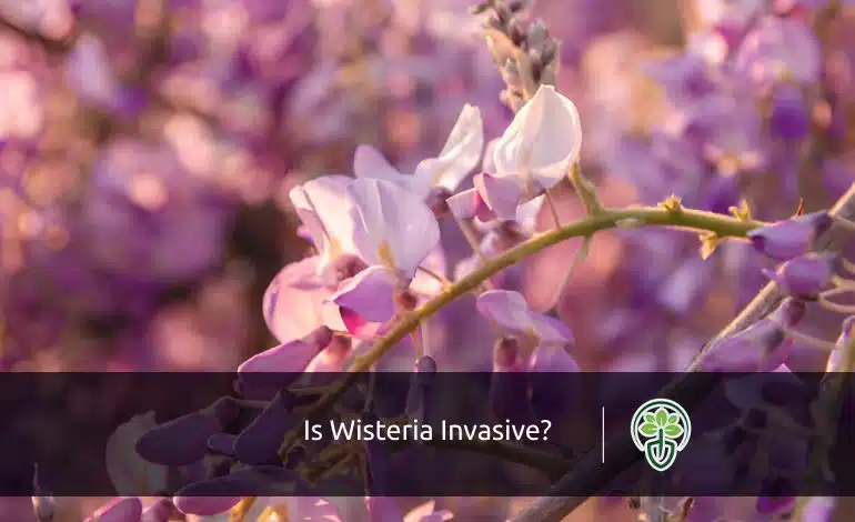 Is Wisteria Invasive?