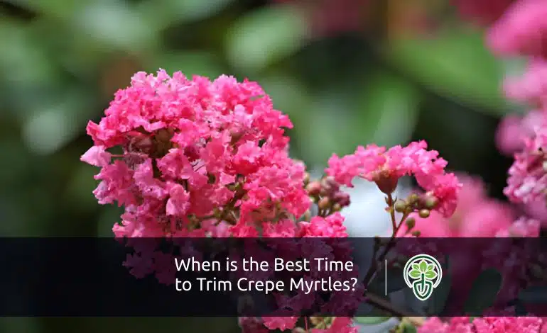 When is the Best Time to Trim Crepe Myrtles?