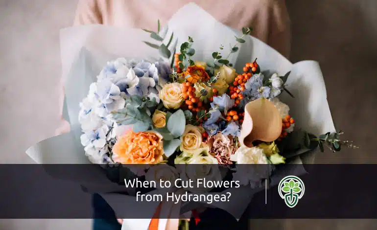 When to Cut Flowers from Hydrangea?