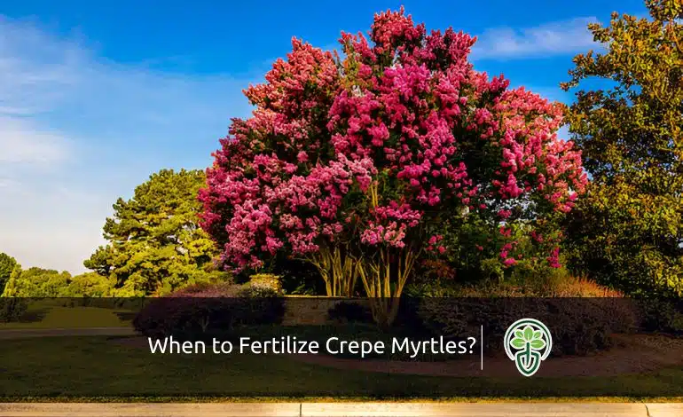 When to Fertilize Crepe Myrtles