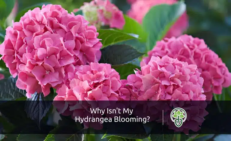 Hydrangea Is Not Blooming