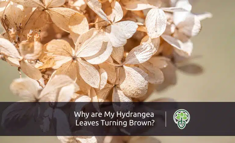 Why are My Hydrangea Leaves Turning Brown