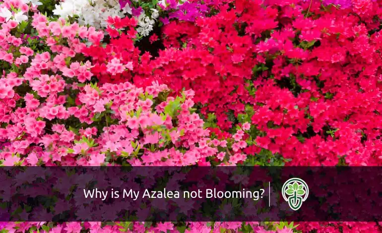 Why is My Azalea not Blooming