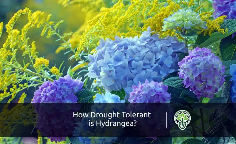 How Drought Tolerant is Hydrangea