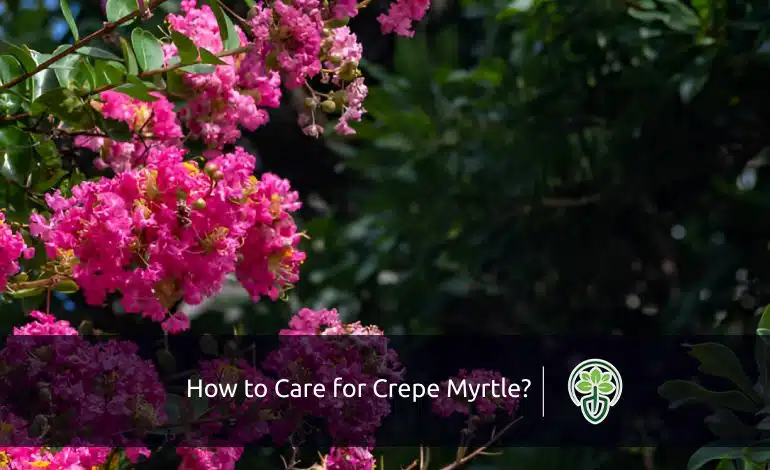 How to Care for Crepe Myrtle Trees? Expert Guide