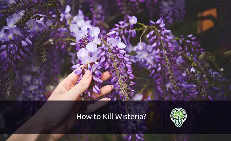 How to Kill Wisteria